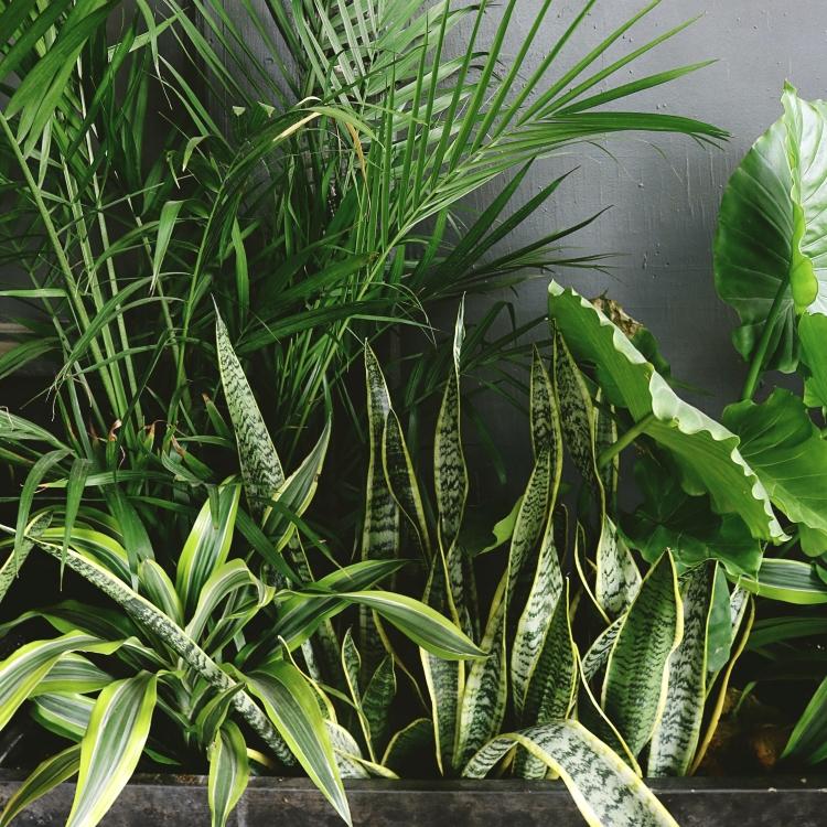 Shop Plants - Ollie's Blooms & Plants