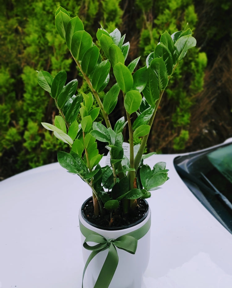 Zanzibar Gem - Stunning Lush & Healthy ZZ Indoor Plant  Ollie's Blooms &  Plants