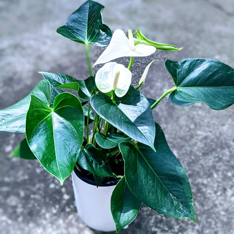 anthurium white heart White Flamingo