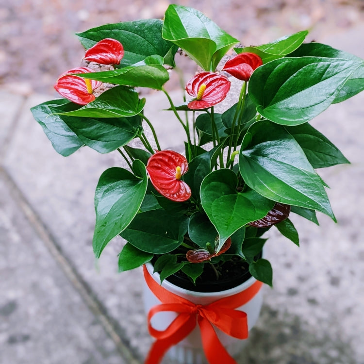 anthurium red heart Red Flamingo