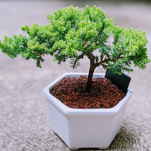 Load image into Gallery viewer, Japanese Garden Bonsai - The Art of Plant Collector