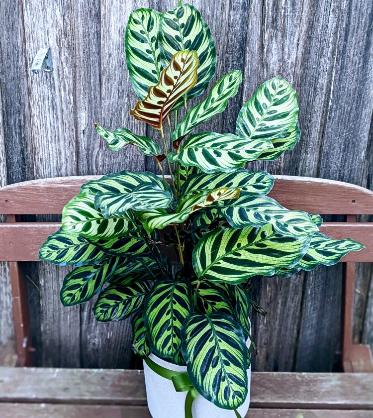 Calathea Makoyana - Large & Lush Showy Peacock  Ollie's Blooms & Plants