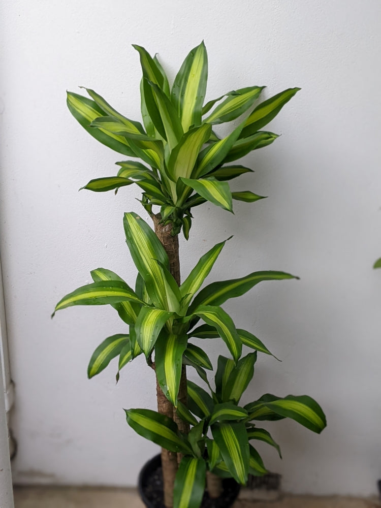 happy plant dracaena fragrans Stunning Dracaena Fragrans Happy Plant