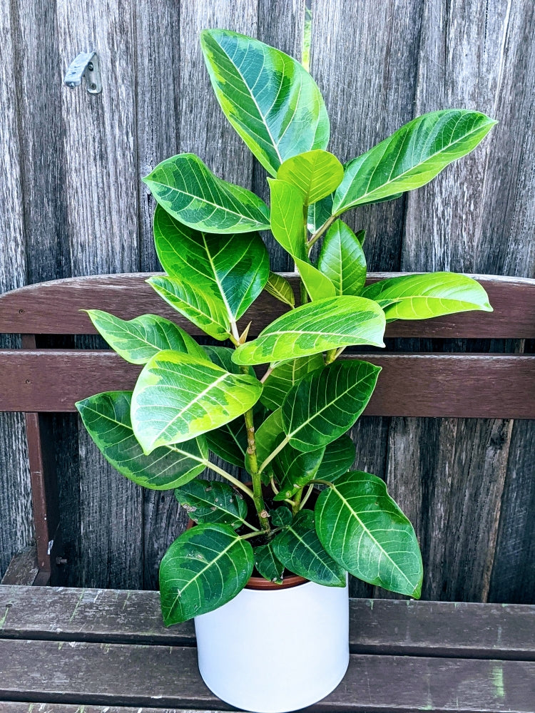 Ficus Altissima Yellow Gem – Ollie's Blooms & Plants