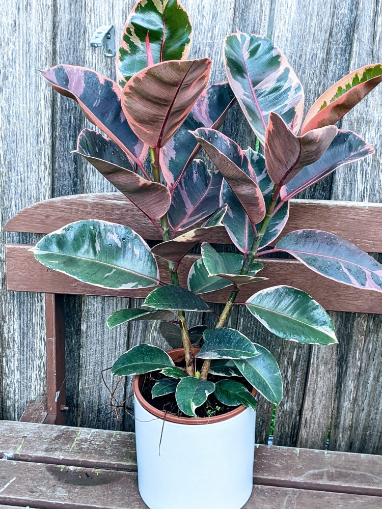 pink rubber tree Ficus Elastica Ruby- Variegated Pink Rubber Plant – Ollie's Blooms & Plants