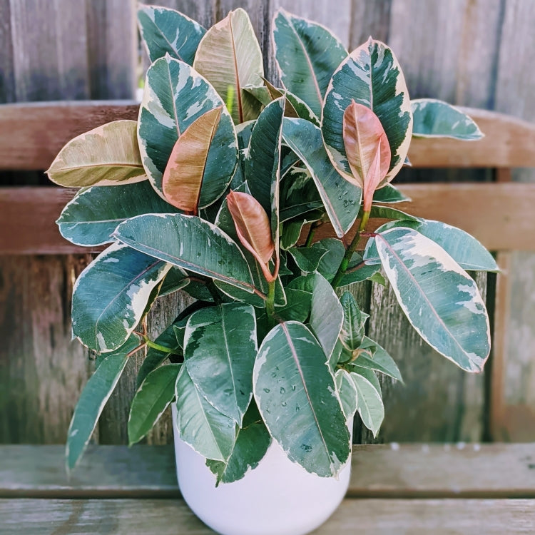 rubber tree variegated ficus elastica Ficus Elastica Tineke