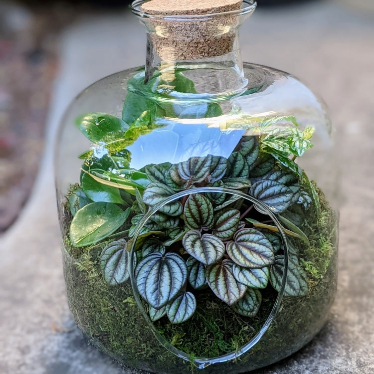 Modern Glass Terrarium with Cork Lid Ollie's Blooms & Plants