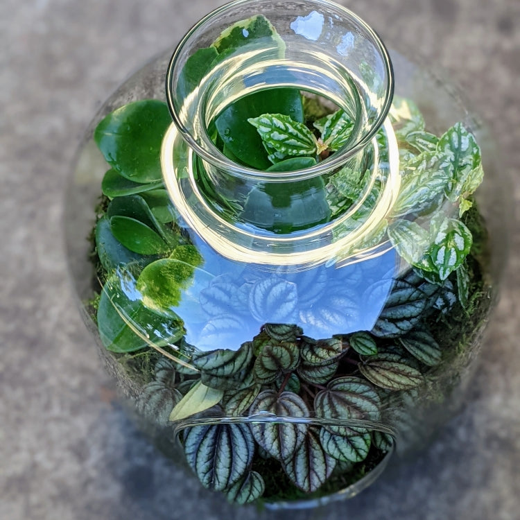 Modern Glass Terrarium with Cork Lid Ollie's Blooms & Plants