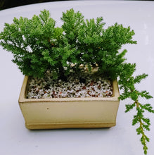 Load image into Gallery viewer, Japanese Garden Bonsai - The Art of Plant Collector
