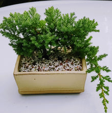 Load image into Gallery viewer, Japanese Garden Bonsai - The Art of Plant Collector