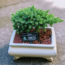 Load image into Gallery viewer, Japanese Garden Bonsai - The Art of Plant Collector