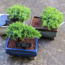 Load image into Gallery viewer, Japanese Garden Bonsai - The Art of Plant Collector