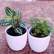 Load image into Gallery viewer, Just the Two of Us - 2 Small Assorted Indoor Plants in contemporary ceramic pots