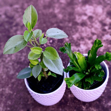 Load image into Gallery viewer, Just the Two of Us - 2 Small Assorted Indoor Plants in contemporary ceramic pots