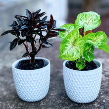 Load image into Gallery viewer, Just the Two of Us - 2 Small Assorted Indoor Plants in contemporary ceramic pots
