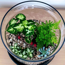 Load image into Gallery viewer, Forest Nature - "Closed" Terrarium