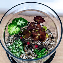 Load image into Gallery viewer, Forest Nature - "Closed" Terrarium