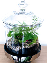 Load image into Gallery viewer, Forest Nature - "Closed" Terrarium