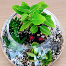 Load image into Gallery viewer, Luna - Assorted Open Terrarium