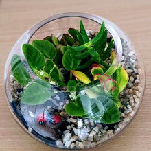 Load image into Gallery viewer, Luna - Assorted Open Terrarium