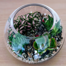 Load image into Gallery viewer, Luna - Assorted Open Terrarium