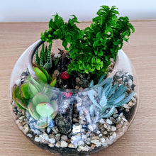 Load image into Gallery viewer, Luna - Assorted Open Terrarium