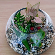 Load image into Gallery viewer, Luna - Assorted Open Terrarium