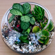 Load image into Gallery viewer, Luna - Assorted Open Terrarium
