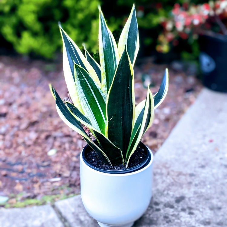 Sansevieria Black Golden