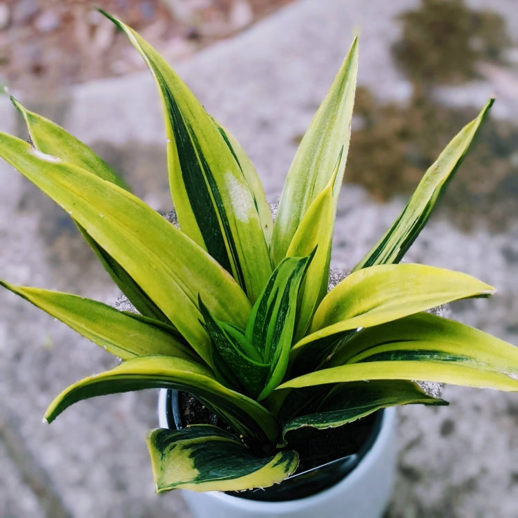 golden flame vs futura superba snake plant Sansevieria Golden Flame