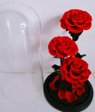 Load image into Gallery viewer, Amour Eternel - Everlasting Preserved Real Red Roses in Glass Dome Box
