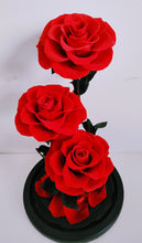 Load image into Gallery viewer, Amour Eternel - Everlasting Preserved Real Red Roses in Glass Dome Box
