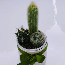 Load image into Gallery viewer, 3 Cactus in White ceramic pot
