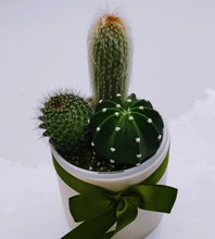 Load image into Gallery viewer, 3 Cactus in White ceramic pot
