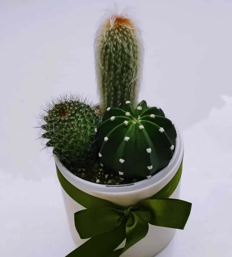3 Cactus in White ceramic pot