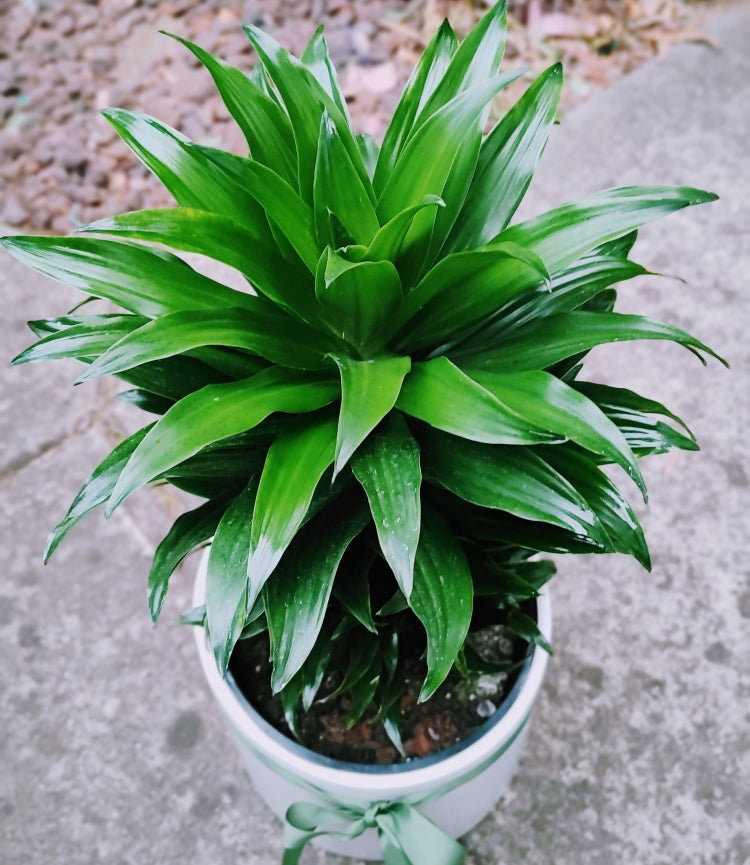 Large Dracaena Compacta Janet Craig - Compact Happy Plant