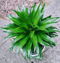 Load image into Gallery viewer, Large Dracaena Compacta Janet Craig - Compact Happy Plant
