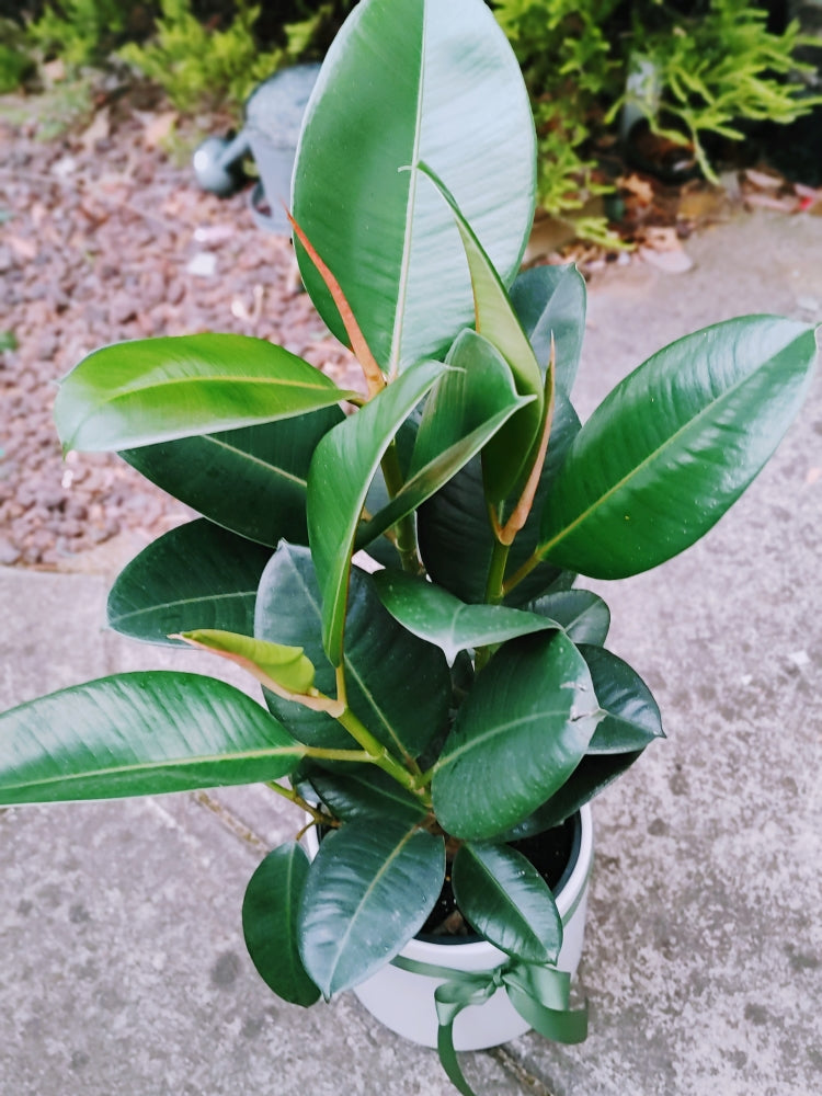 Ficus Elastica Green-  Green Rubber Plant