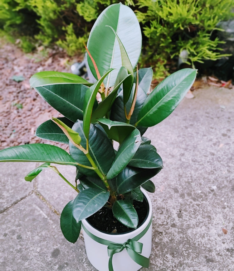 Ficus Elastica Green-  Green Rubber Plant