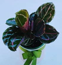 Load image into Gallery viewer, Calathea Roseopicta - The Rose-painted Calathea in Ceramic Pot

