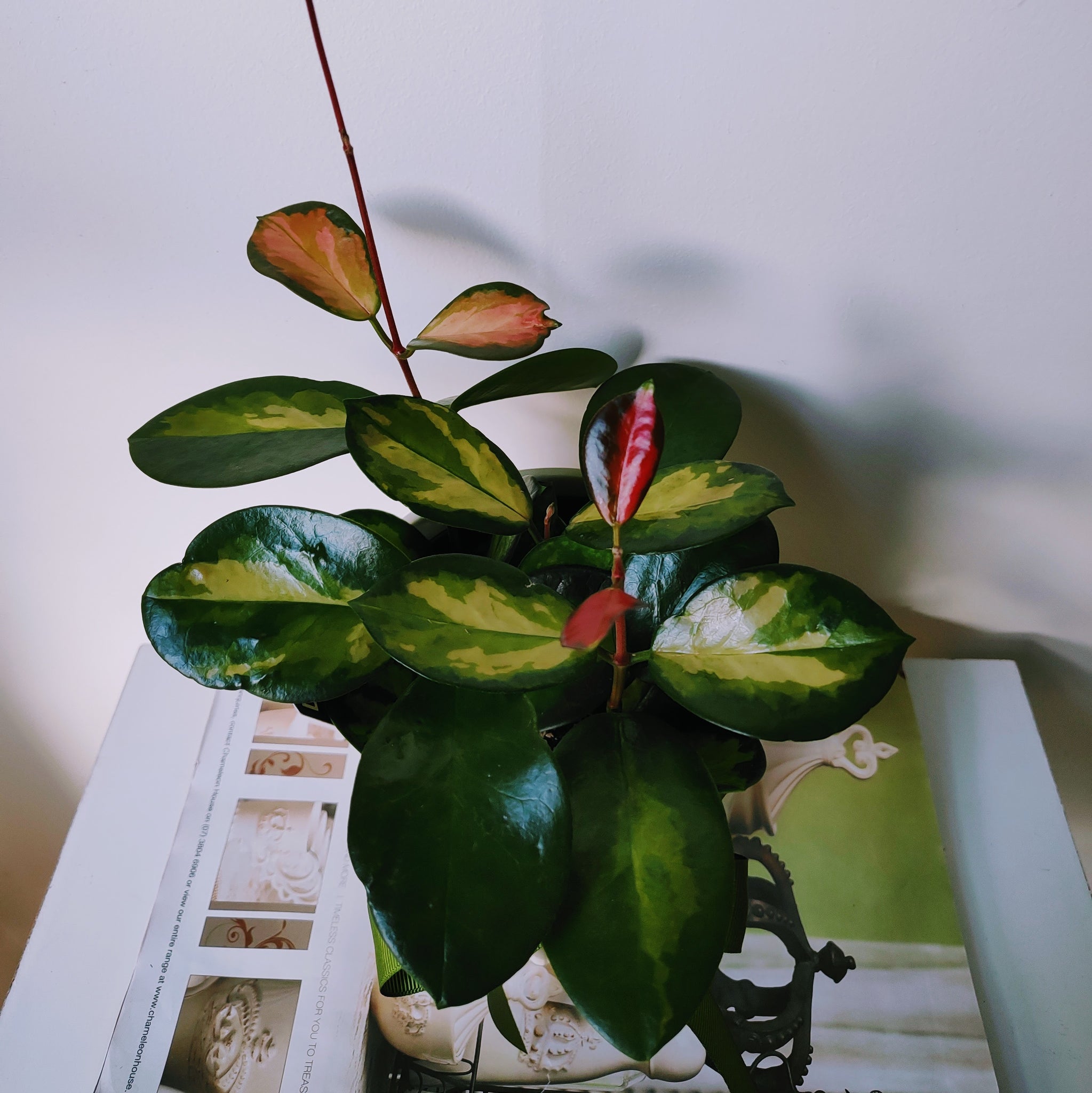 variegated indoor plants australia Designer HOYA Australis Variegated Tricolour Indoor Plant in White Cer – Ollie's Blooms & Plants
