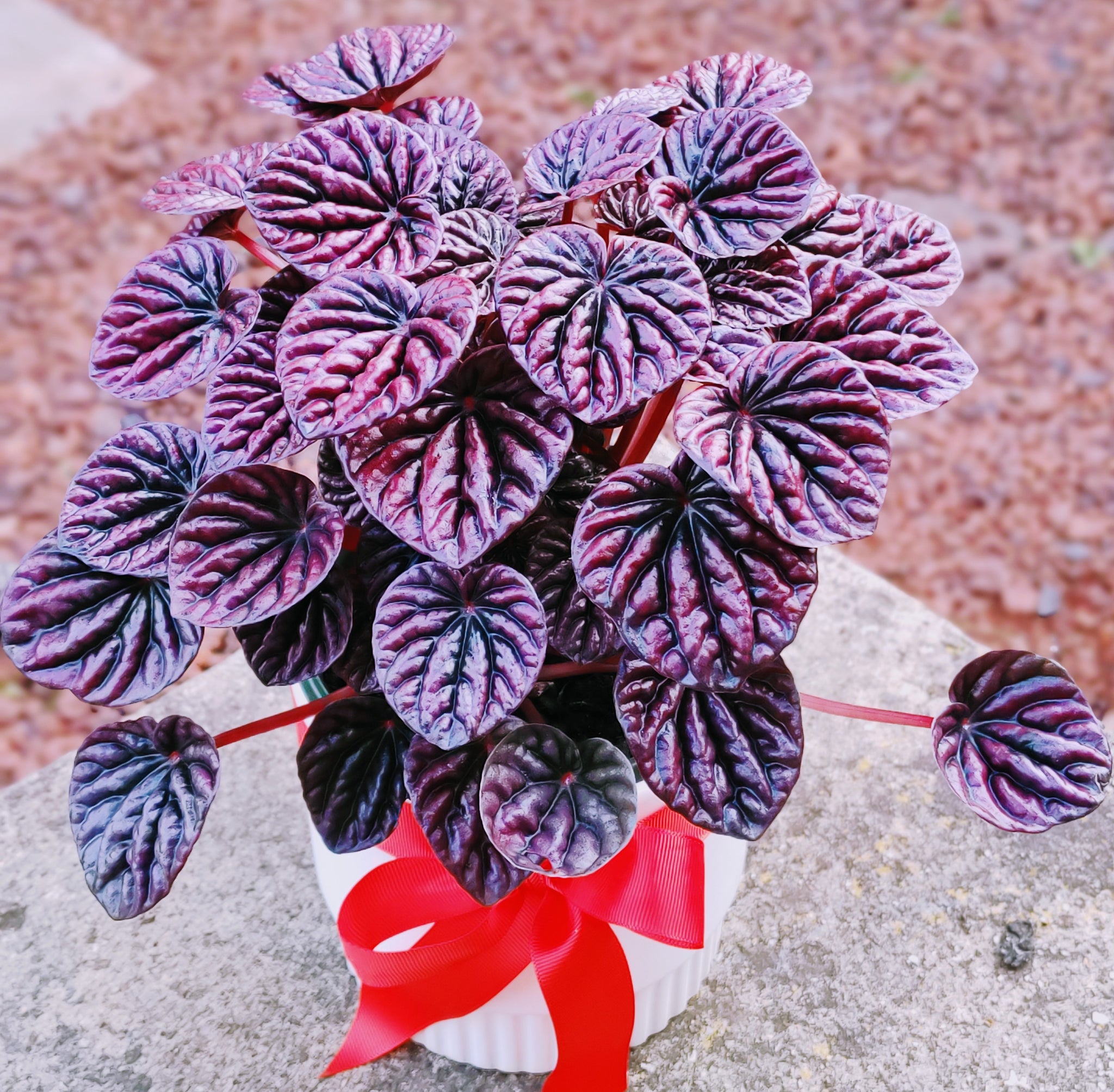red indoor plant Peperomia Caperata Schumi Red
