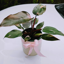 Load image into Gallery viewer, Philodendron Pink Princess in White Ceramic Pot - Unique Plant Collector
