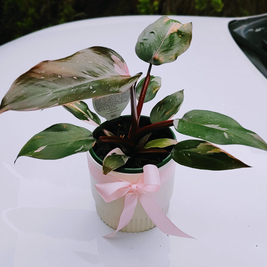 Philodendron Pink Princess in White Ceramic Pot - Unique Plant Collector