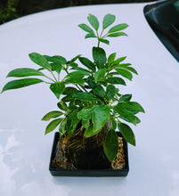 Load image into Gallery viewer, Life on the Rocks Living Plant &quot;Bonsai&quot; - Easy and Artistic
