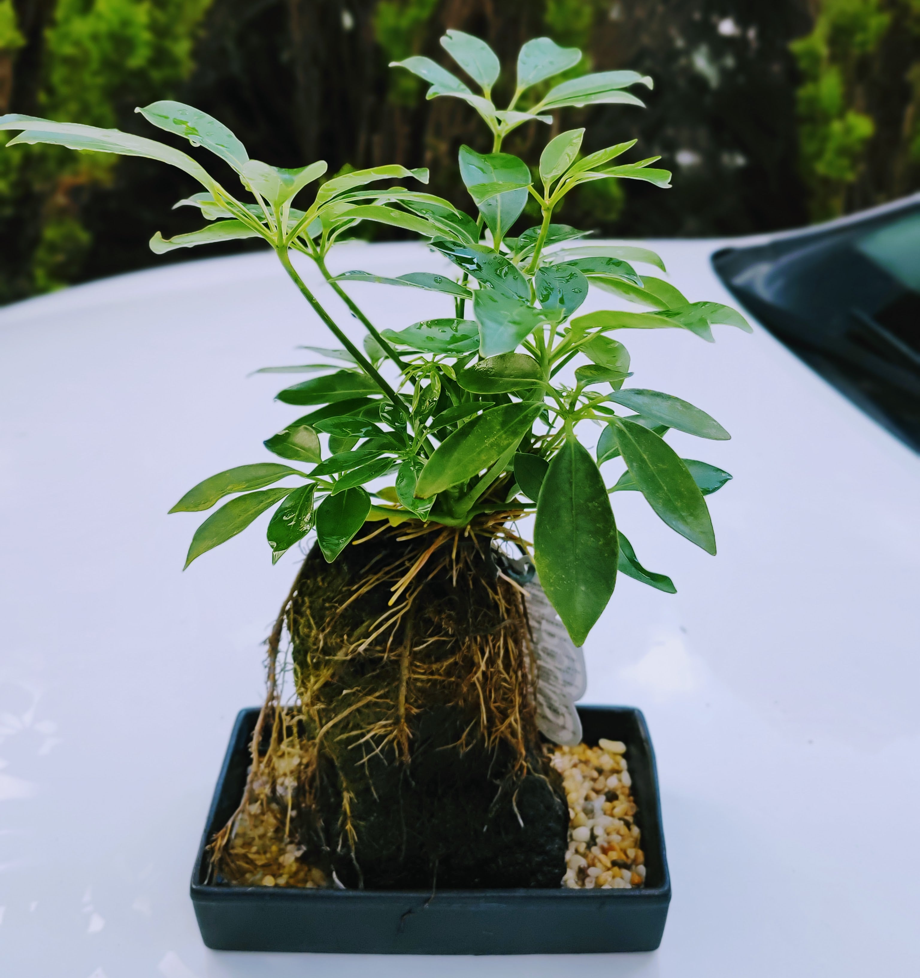 Life on the Rocks Living Plant 