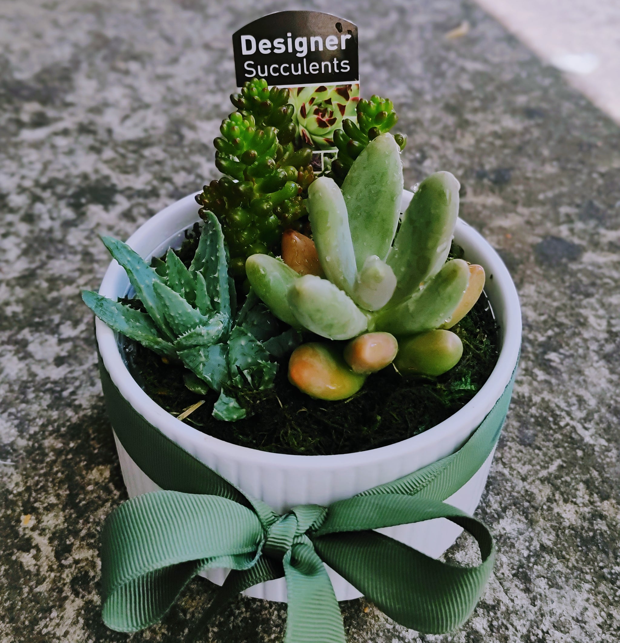 designer succulents Assorted Designer Succulent Garden – Ollie's Blooms & Plants