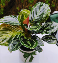 Load image into Gallery viewer, SPECIAL Calathea Medallion -Large Lush &amp; Healthy Rose Painted Calathea
