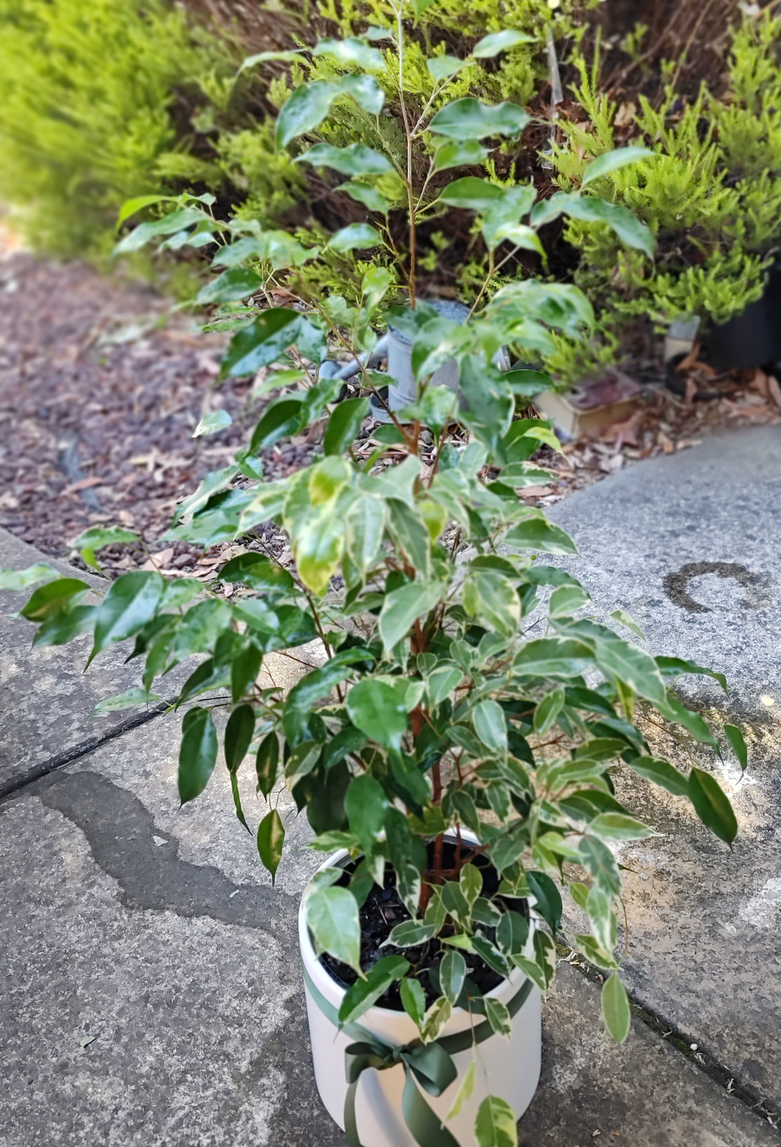 Ficus Benjamina -  Weeping Fig