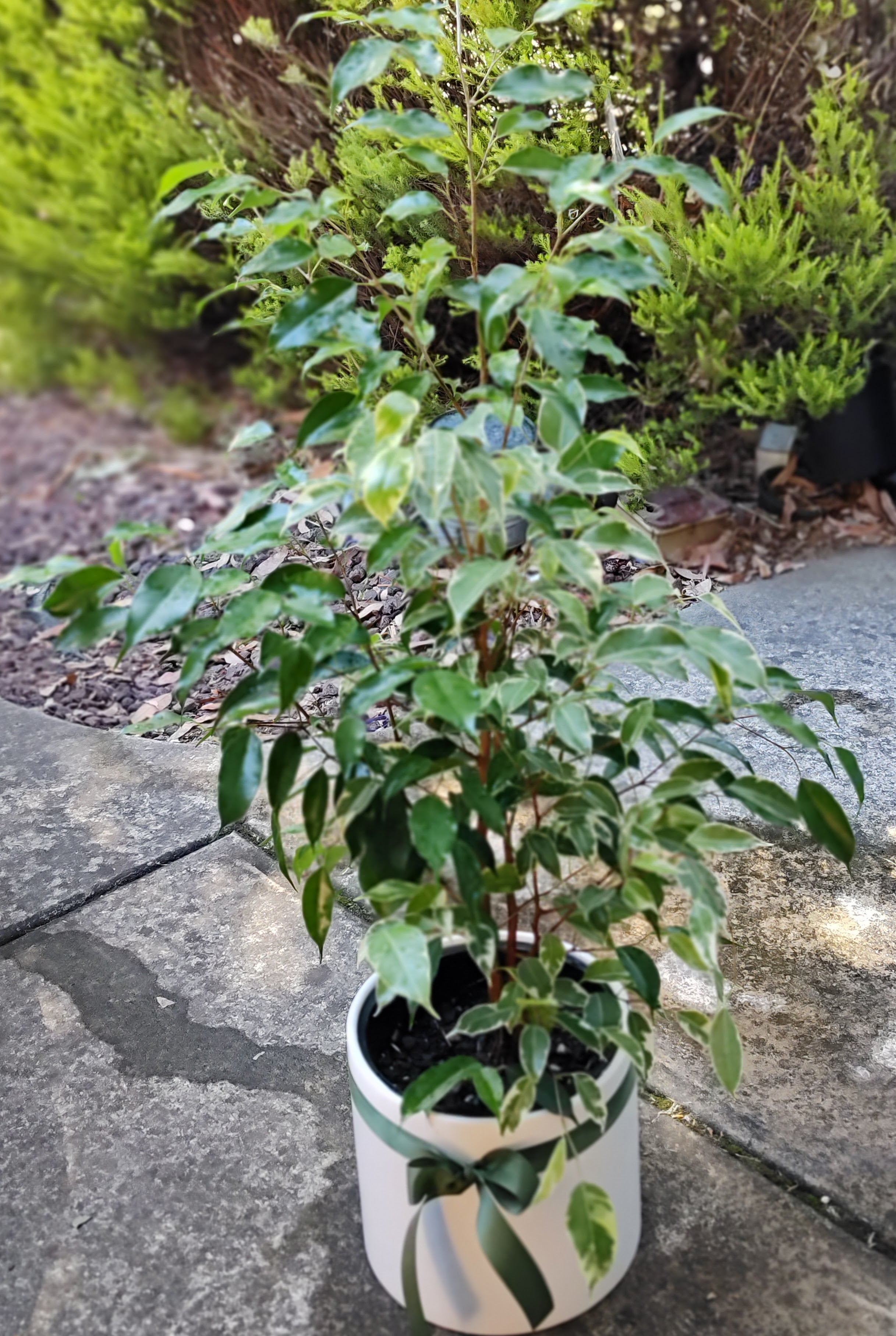 Ficus Benjamina -  Weeping Fig